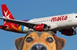 Travelling with your pet  malta,  malta, Vetcare Animal Clinic malta